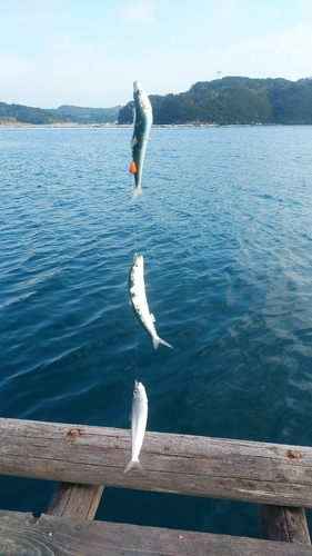 マイワシの釣果