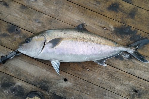 カンパチの釣果