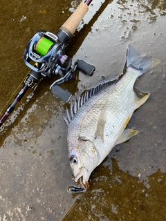 キビレの釣果