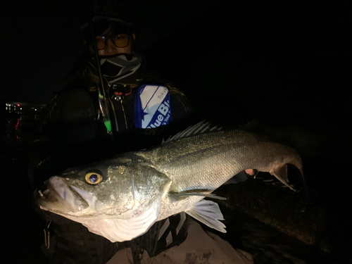 スズキの釣果