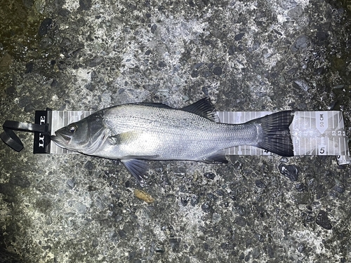 ヒラスズキの釣果