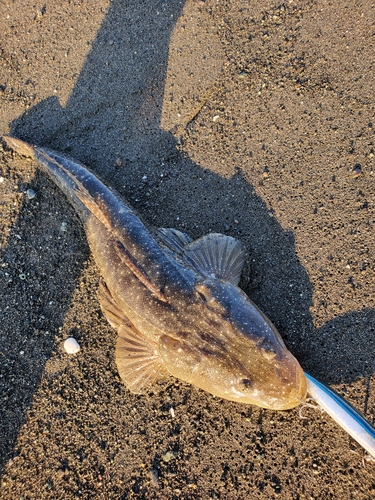 マゴチの釣果