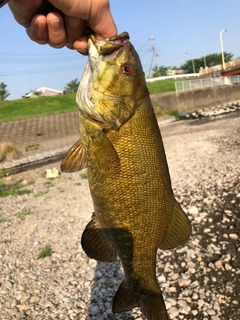 スモールマウスバスの釣果