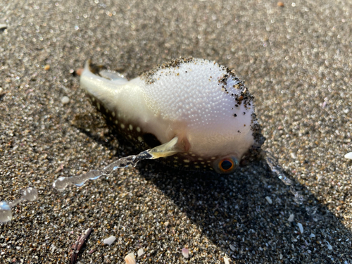 クサフグの釣果