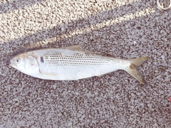 コノシロの釣果