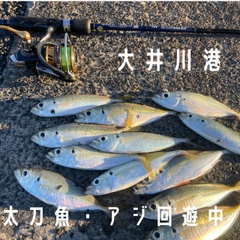 アジの釣果