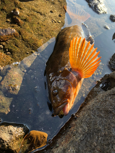 アイナメの釣果