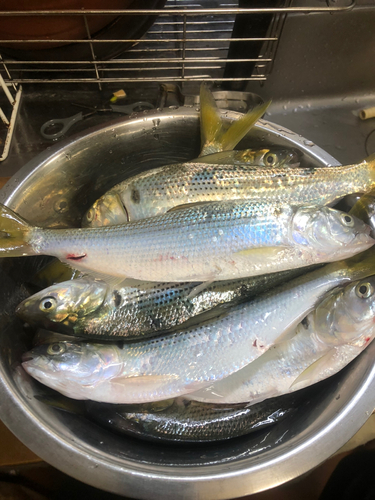 コノシロの釣果