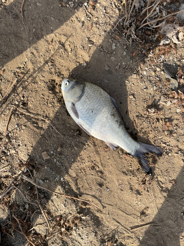 ヘラブナの釣果