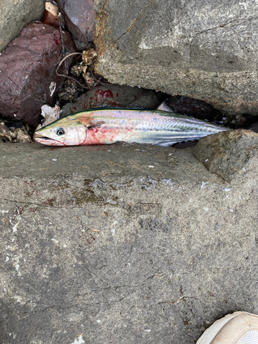 サゴシの釣果