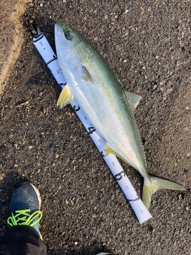 ハマチの釣果