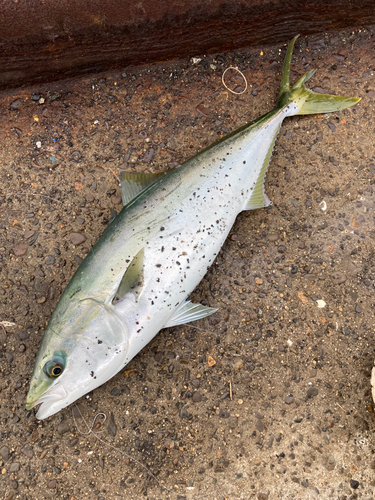 ハマチの釣果