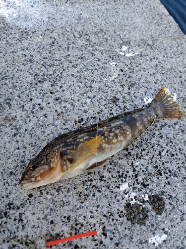 アイナメの釣果