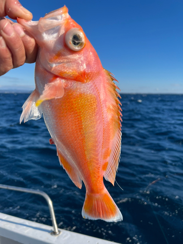 アカイサキの釣果