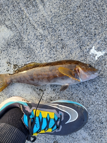 アイナメの釣果