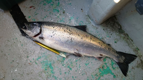 サクラマスの釣果