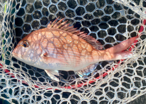 マダイの釣果