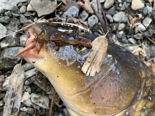 コイの釣果