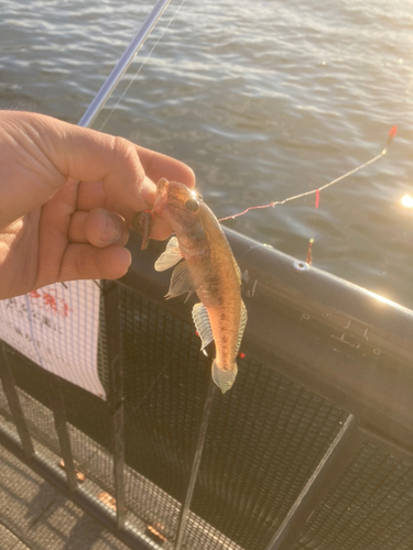 ハゼの釣果