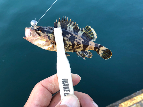 タケノコメバルの釣果