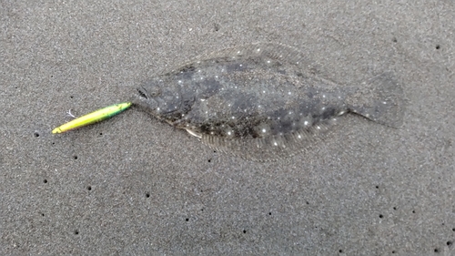 ソゲの釣果