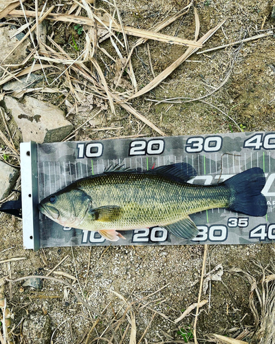 ブラックバスの釣果