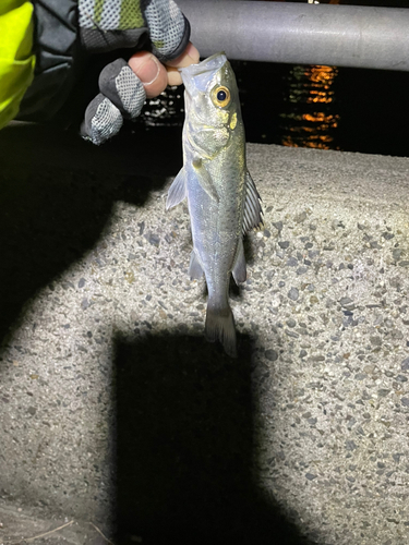 セイゴ（マルスズキ）の釣果