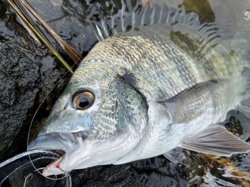 ミナミクロダイの釣果