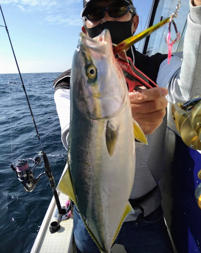 ブリの釣果