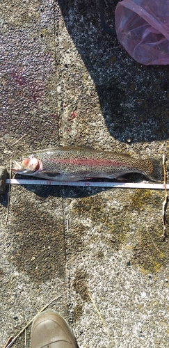 ニジマスの釣果