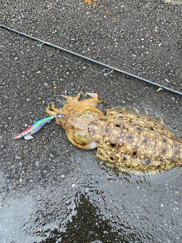 コブシメの釣果