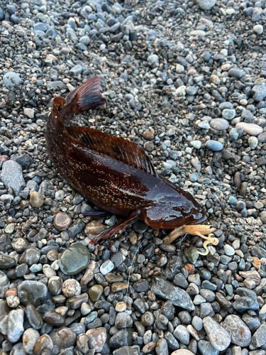 アイナメの釣果