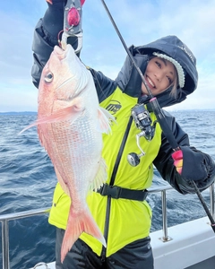 マダイの釣果