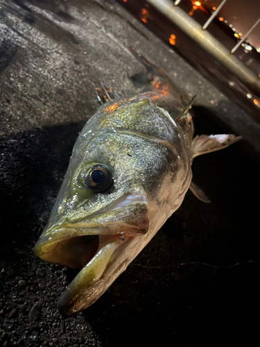 シーバスの釣果