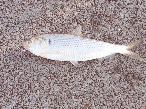 コノシロの釣果