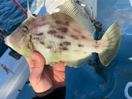 カワハギの釣果