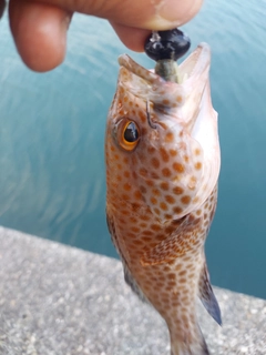 オオモンハタの釣果