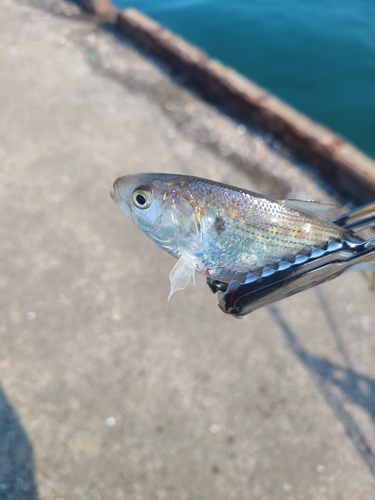 コノシロの釣果