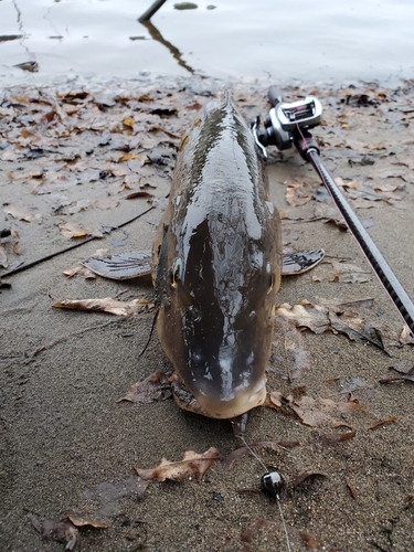 ニゴイの釣果