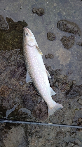 アメマスの釣果