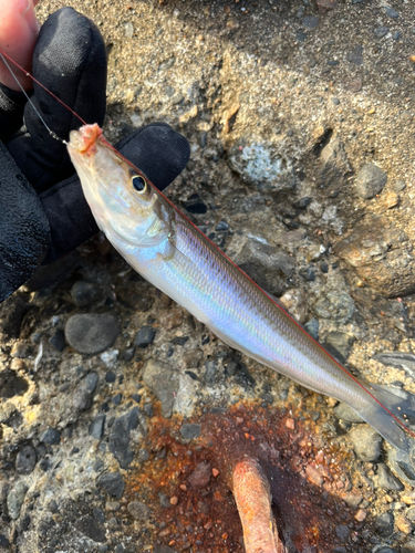 シロギスの釣果