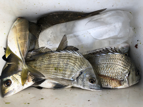 ナンヨウチヌの釣果