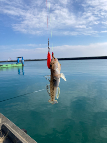 ハゼの釣果