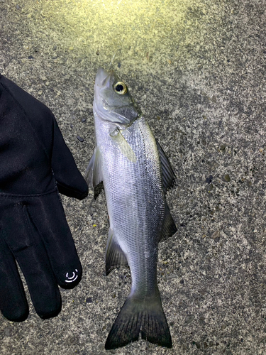 セイゴ（マルスズキ）の釣果