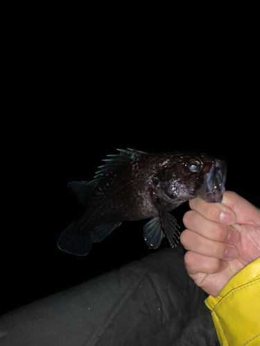 マゾイの釣果