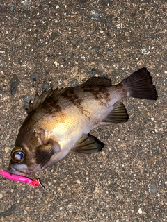 メバルの釣果