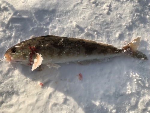 ホッケの釣果