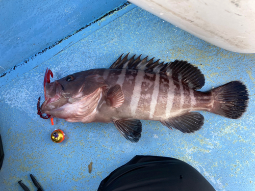 マハタの釣果