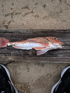 ホウボウの釣果