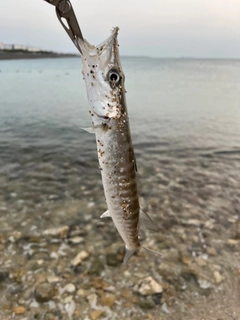 カマスの釣果